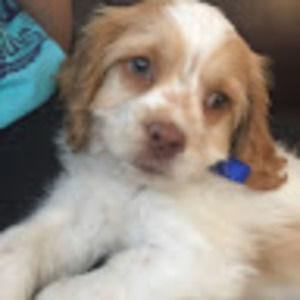 Meet your Posher, Juno